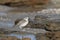 New Zealand Dotterel, Charadrius obscurus