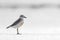 New Zealand Dotterel, Charadrius obscurus