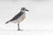 New Zealand Dotterel, Charadrius obscurus