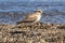 A New Zealand dotterel, or plover, a shorebird, in its natural habitat