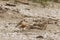 New Zealand dotterel on sandy beach