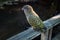 New Zealand endemic alpine parrot Kea