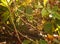 New Zealand Endemic Bird: Fernbird Chicks hiding in shrub, Megalurus punctatus an insectivorous bird