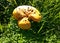 New Zealand enormous mushroom