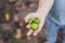 New Zealand exotic food. Berry nergi, or small kiwi. Child picking Green baby kiwi fruit actinidia arguta