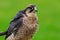 New zealand falcon