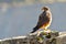 The New Zealand falcon or karearea Falco.