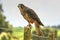 New Zealand falcon perching on a fence post