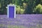 New Zealand, famous purple door in Lavender Farm, Wanaka.