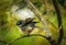 New Zealand Fantail