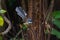 New-Zealand Fantail bird on a tree in Coromandel