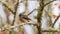 New Zealand Fantail (Piwakawaka) Sitting in a tree