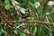 A New Zealand fantails sits on a branch, it has just eaten an insect