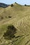 New Zealand: farmland landscape with hill - v