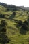 New Zealand: farmland landscape with trees - v