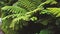 New Zealand fern aerial