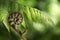 New Zealand fern Koru