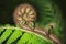 New Zealand fern koru unfurling