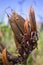 New Zealand Flax Bush Phormium tenax