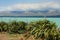 New Zealand Flax plants at Lake Pukaki