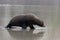 New Zealand Fur Seal