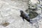 New Zealand fur seal