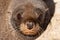 New Zealand fur seal, Arctocephalus forsteri