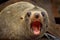 New Zealand Fur Seal - Arctocephalus forsteri - kekeno lying on the rocky beach in the bay in New Zealand