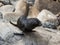 New Zealand Fur Seal, Arctocephalus forsteri, long-nosed fur seal baby puppy on the stone. Australasian fur seal, South