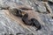 New Zealand Fur Seal, Arctocephalus forsteri, long-nosed fur seal feeds its baby puppy. Australasian fur seal, South