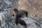 New Zealand Fur Seal, Arctocephalus forsteri, long-nosed fur seal with its baby puppy. Australasian fur seal, South