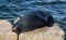 New Zealand Fur Seal, Arctocephalus forsteri, long-nosed fur seal sleeping in the sun on the stone. Australasian fur