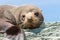 New Zealand Fur seal basking in warmth