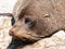 New Zealand Fur seal basking in warmth on rocky coastline ledge.