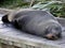 New Zealand Fur Seal on the Boardwalk