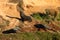 New Zealand fur seal family relaxing in nature