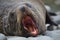 New Zealand Fur Seal in Kaikoura