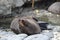 New Zealand Fur Seal in Kaikoura