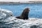 New Zealand Fur Seal (kekeno) on rocks at Kaikoura Seal Colony,