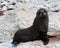 New Zealand Fur Seal (kekeno) on rocks at Kaikoura Seal Colony