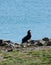 A New Zealand Fur Seal / Kekeno sunbathing and relaxing in Otago Penninsula near Dunedin