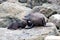 New Zealand Fur seal mother and her baby
