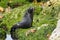 New Zealand fur seal posing