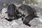 New Zealand fur seal pups playing at Ohau Point