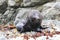 New Zealand Fur Seal scratching itself