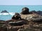 New Zealand Fur Seals