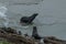 New Zealand fur seals Arctocephalus forsteri at Dunedin seal colony, New Zealand