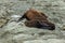 New Zealand fur seals sleep on rocks at Kaikoura