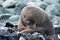 New Zealand fur seals in their natural habitat