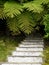 New Zealand: garden steps ferns